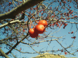 Fruit of Crataegus pinnatifid. Photo from Wikipedia.