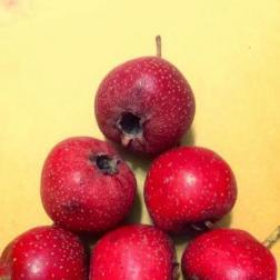 Fresh Shan Zha fruit. Photo from Chinese Herbs Kitchen, Hong Kong.