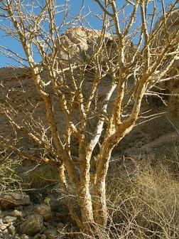 Mo Yao tree. Photo from wenyaotang.net.