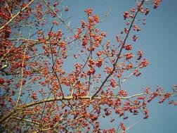 Fruit of Crataegus pinnatifid. Photo from Wikipedia.