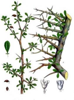 Commiphora abyssinica. Diagram from Wikipedia.