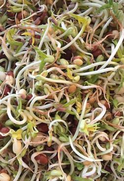 They're alive! My homegrown bean sprout harvest
