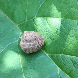 Mantis egg case (Ootheca Mantidis) 桑螵蛸 (Sang Piao Xiao) for securing kidney essence