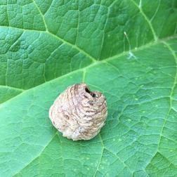 Mantis egg case (Ootheca Mantidis) 桑螵蛸 (Sang Piao Xiao) for securing kidney essence