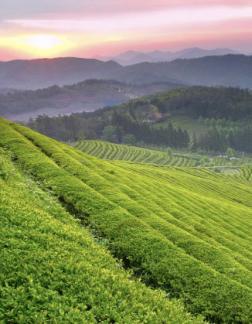tea-fields.jpg